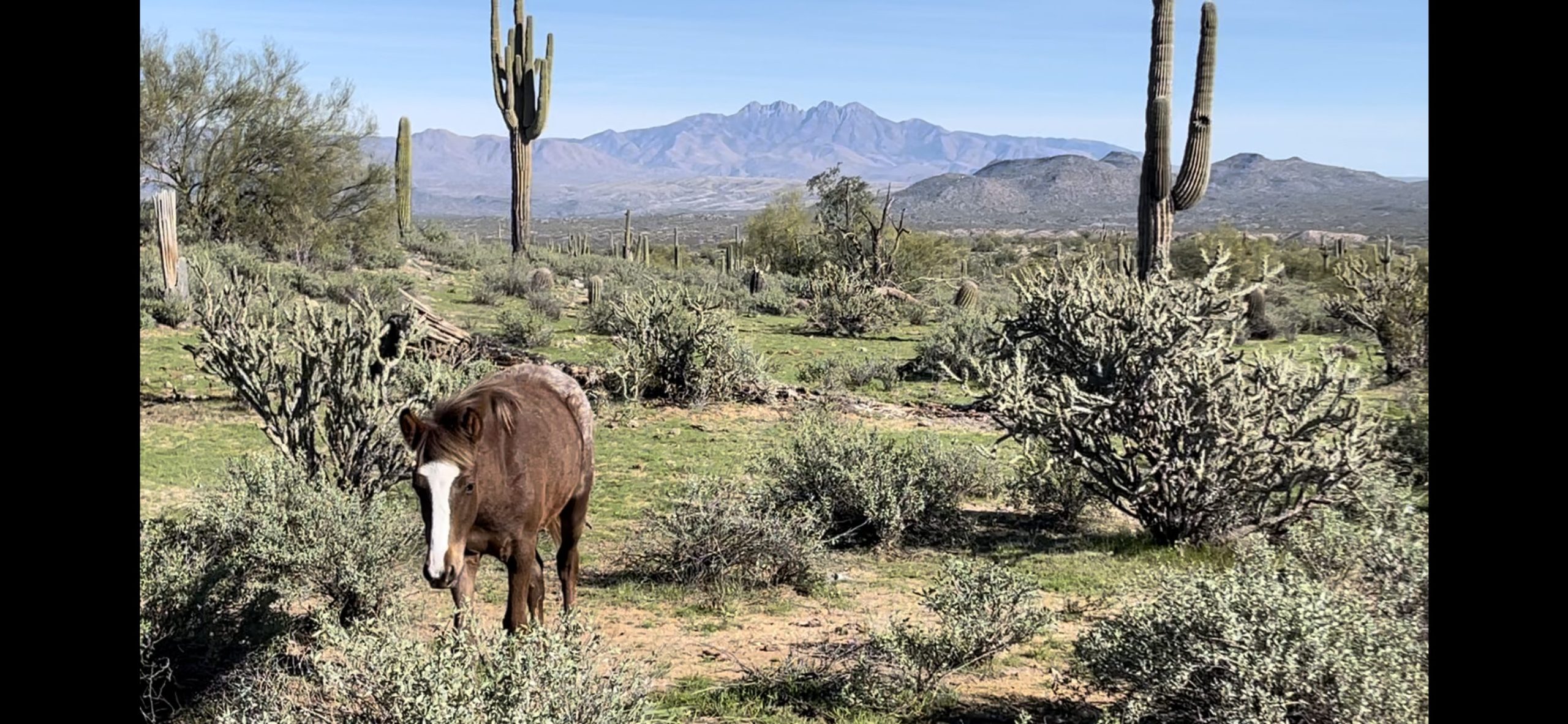 Wild horse in the Sonoran Desert with Four Peaks near Rio Verde, Arizona